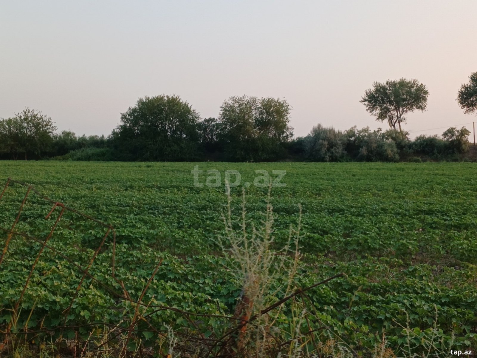 6500 sot torpaq sahəsi, Sabirabad r.