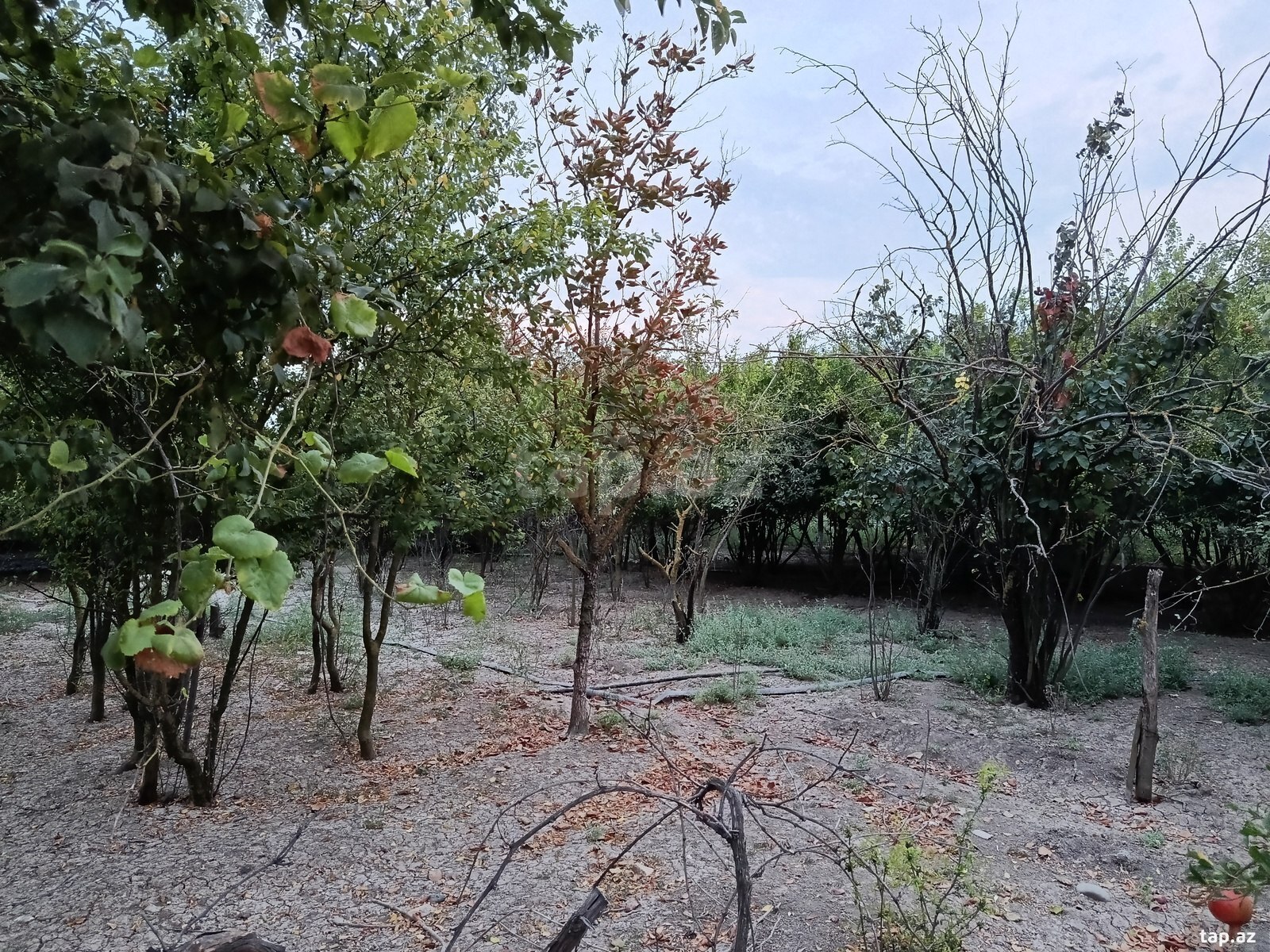 Həyət evi, Biləsuvar r.