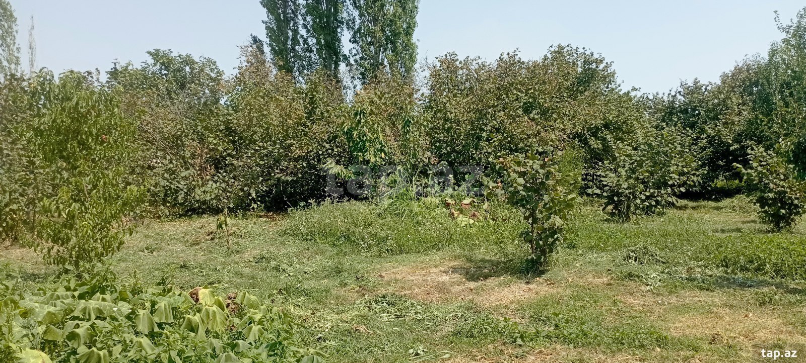 Bağ evi, Xaçmaz r
