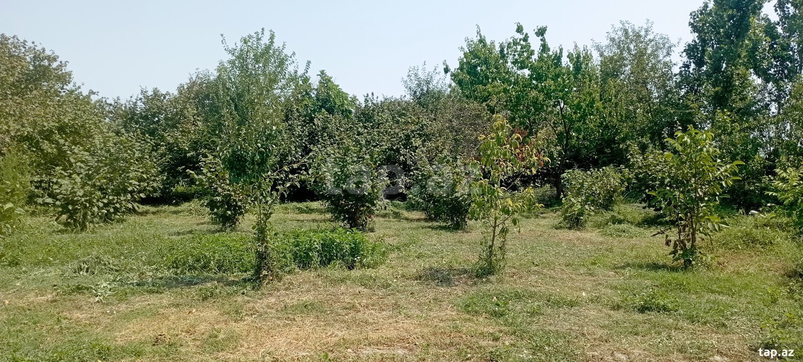Bağ evi, Xaçmaz r