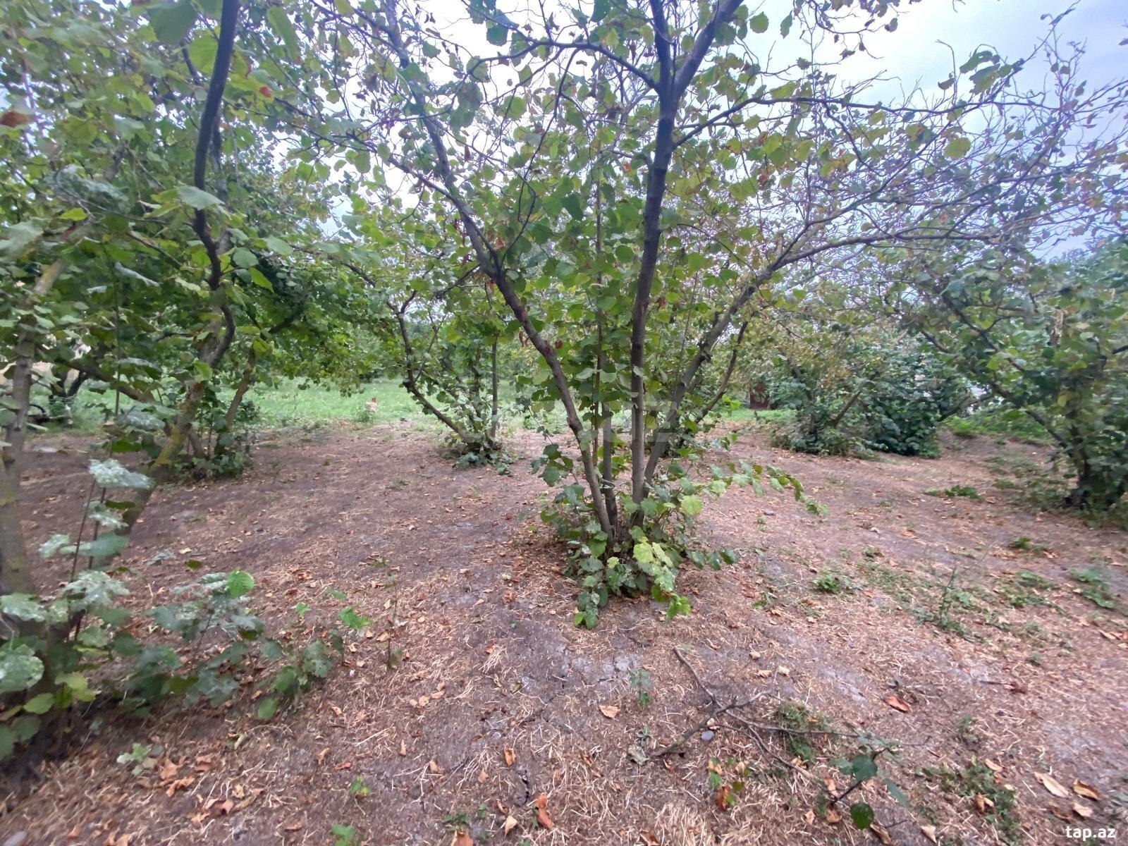 Həyət evi, Qarabağlı k.