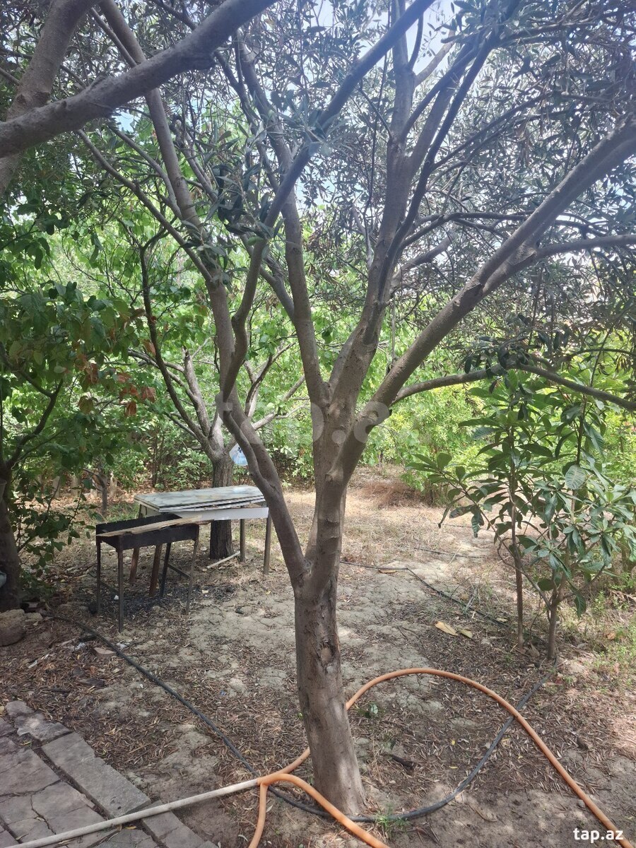 Həyət evi, Masazır qəs.