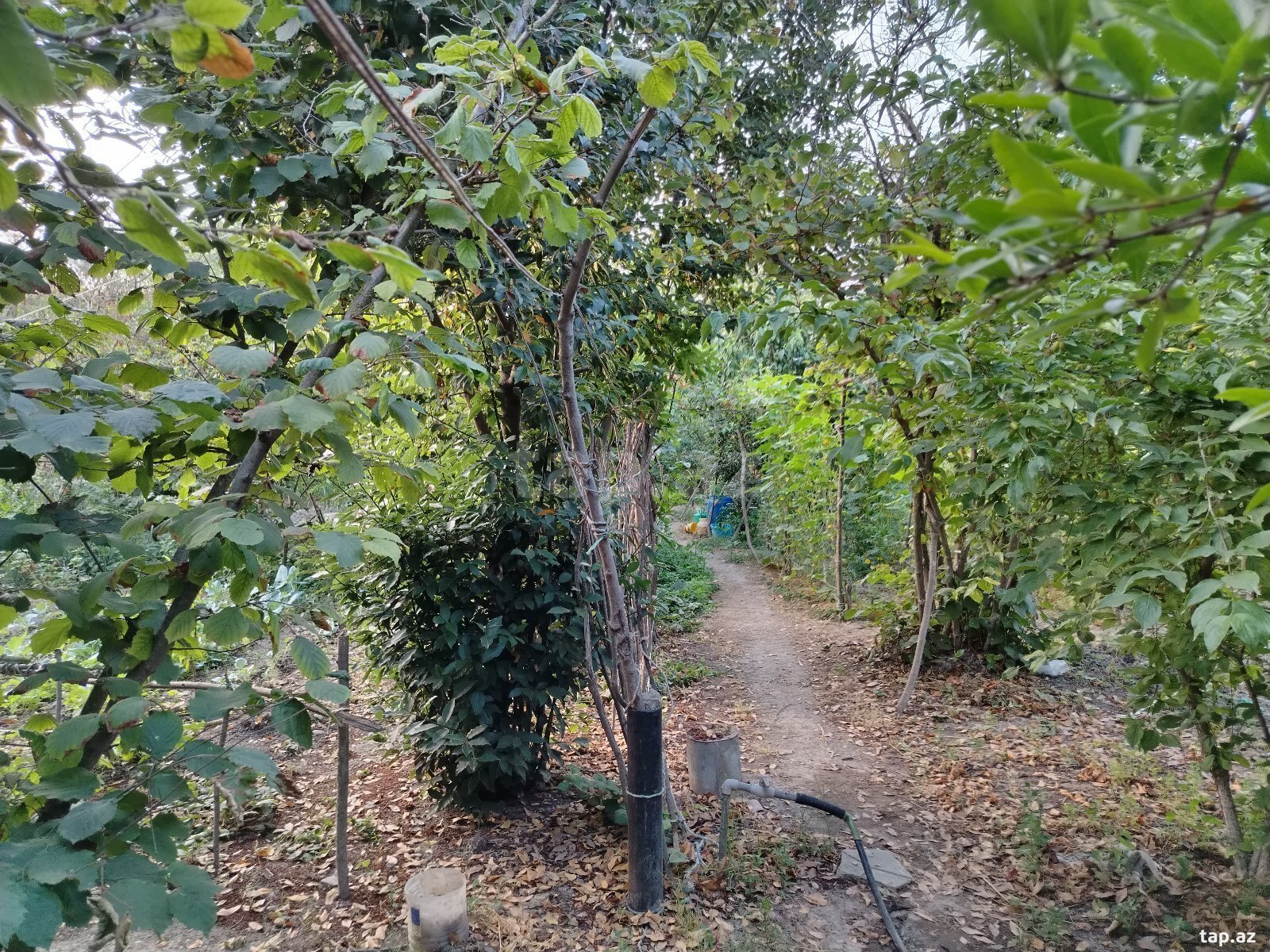 Həyət evi, Xaçmaz r.