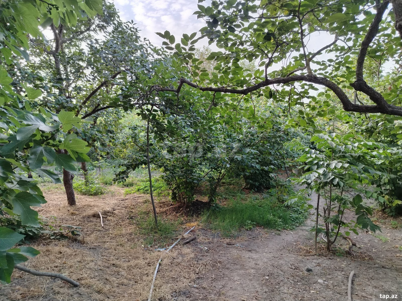 Həyət evi, Xaçmaz r.