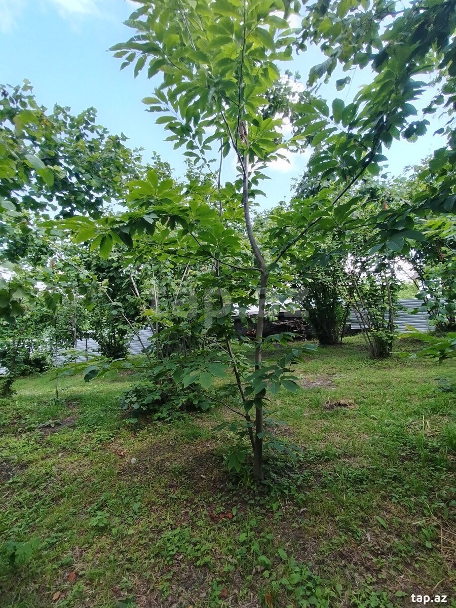 Həyət evi, Oğuz r.