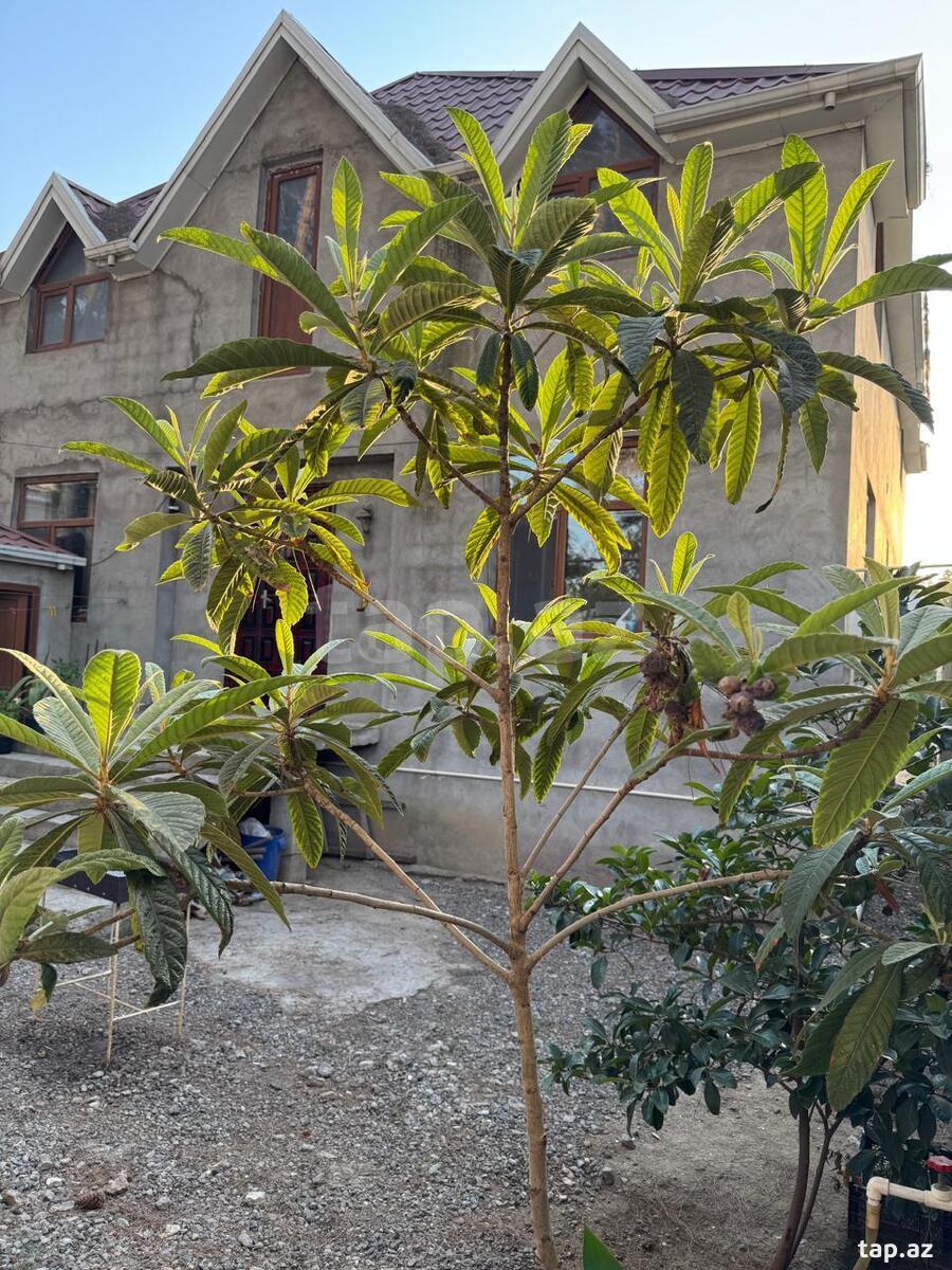 Həyət evi, Biləsuvar ş.