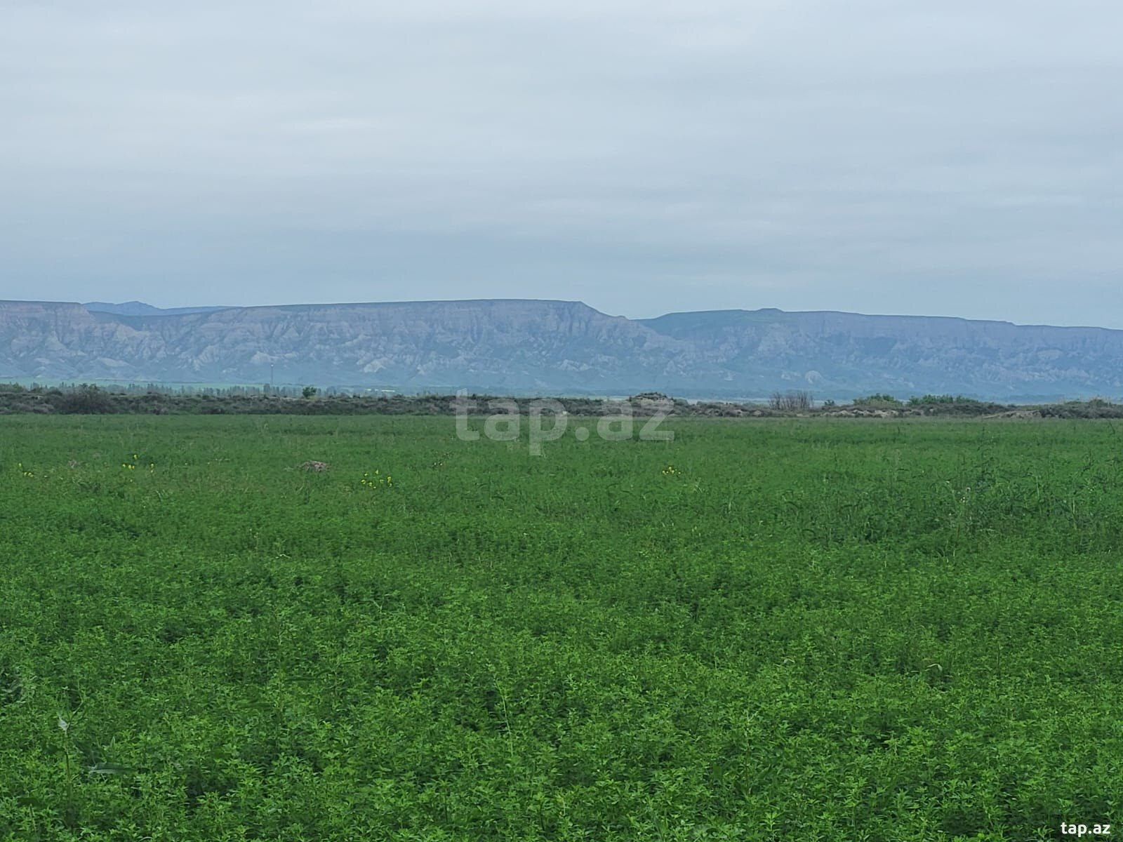 13000 sot torpaq sahəsi, Ağsu r.