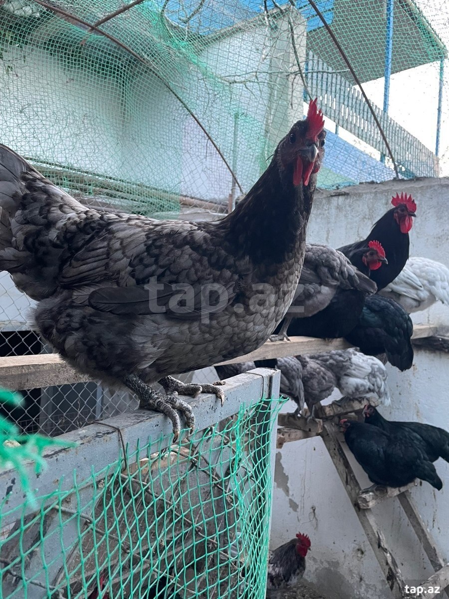 Avstralorp yumurtası