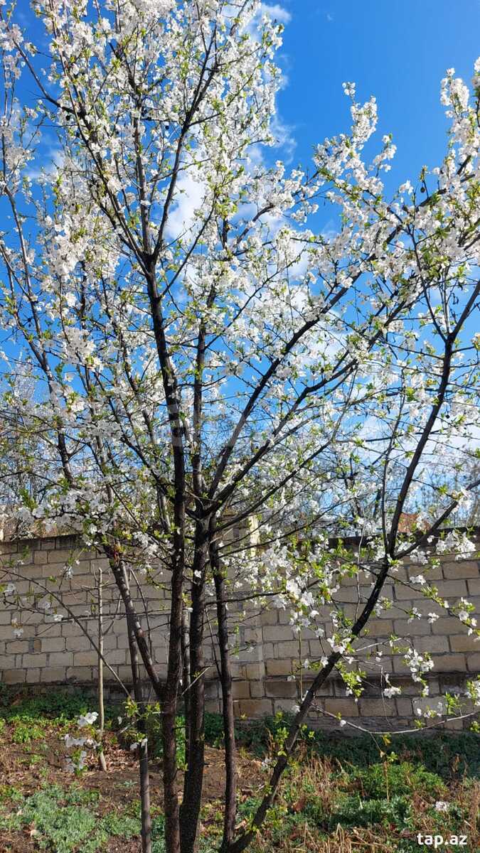 Həyət evi, Qusar r.