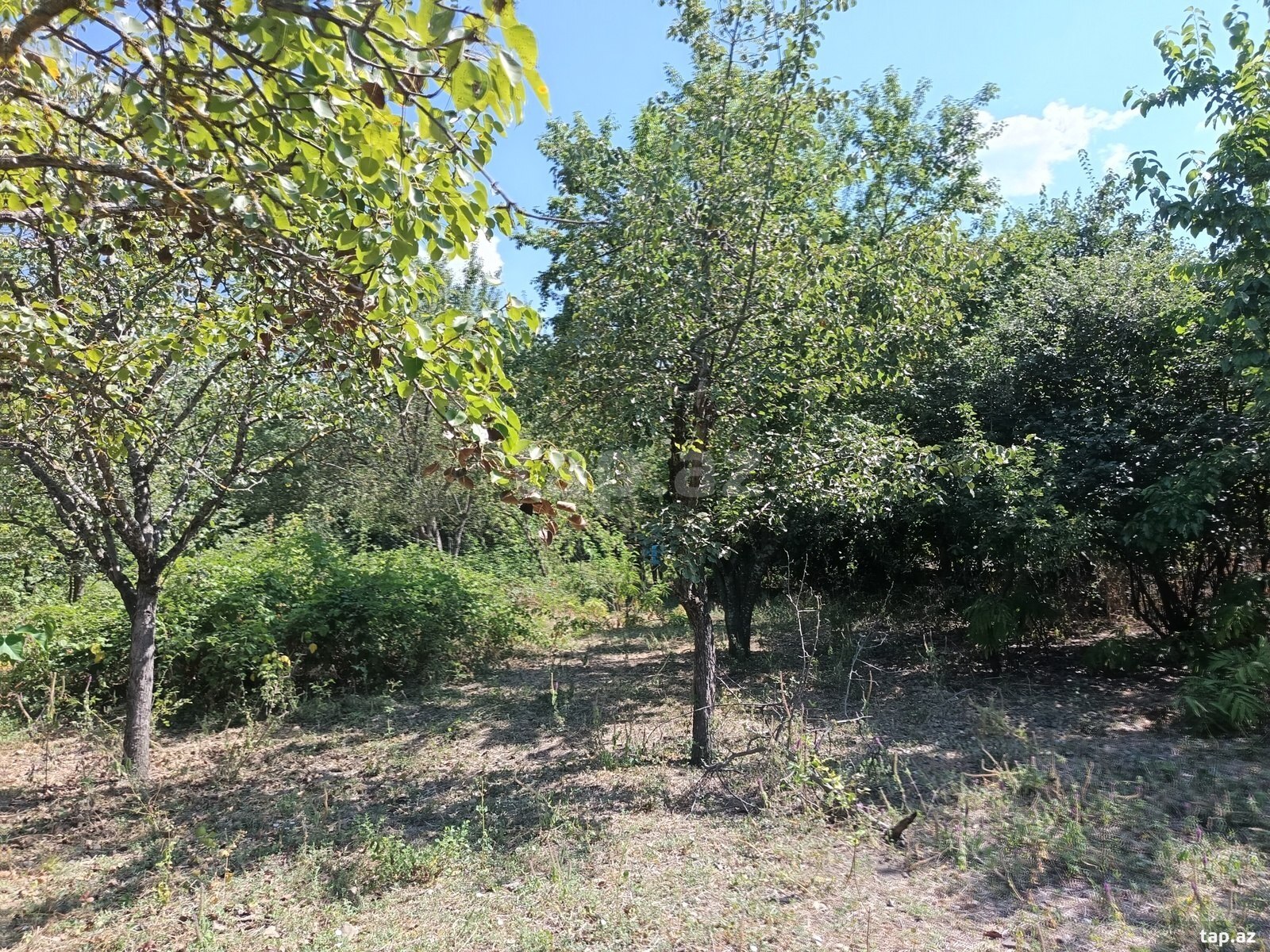 Land for sale, Julyan, Ismayilli