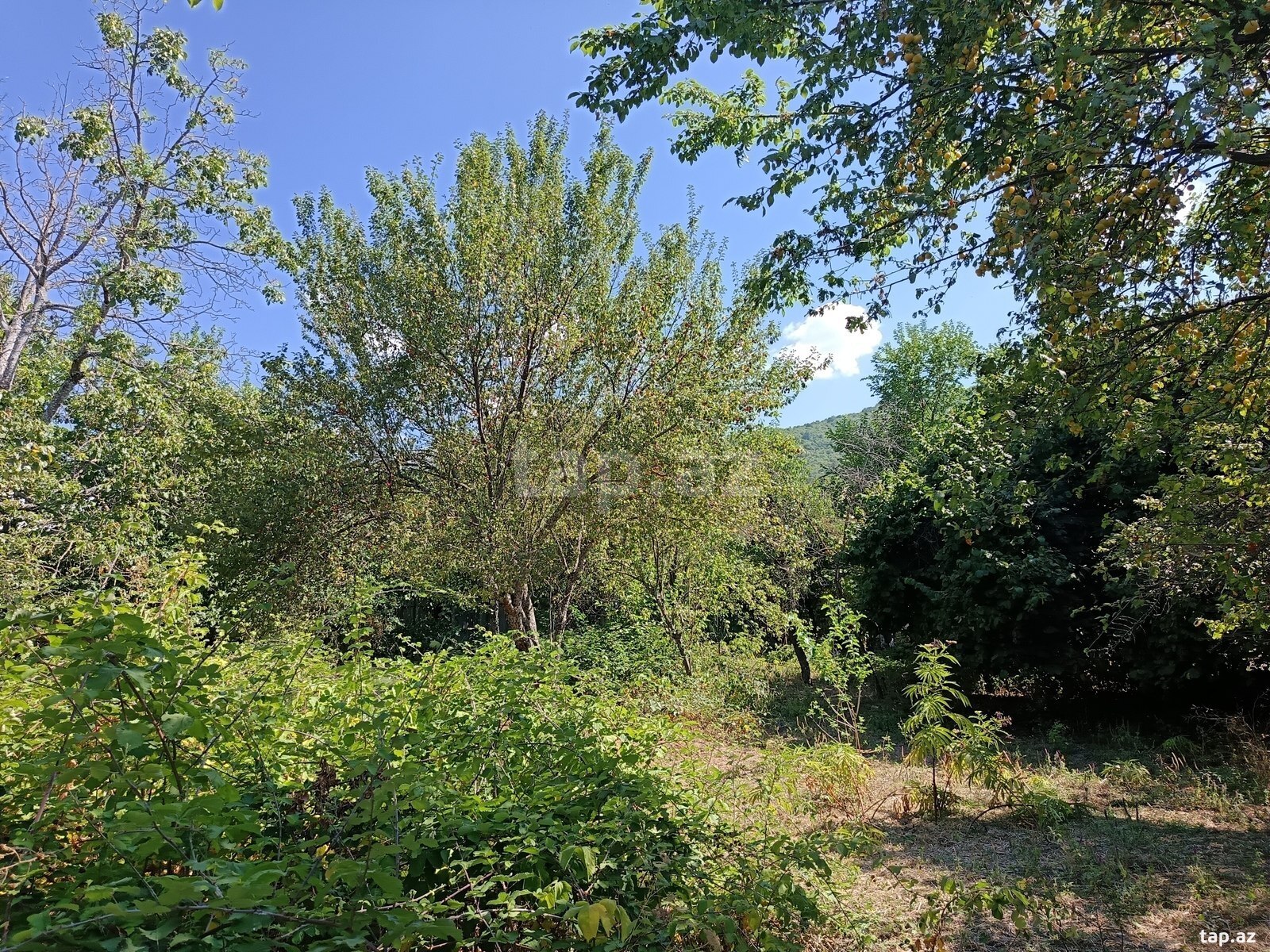 Land for sale, Julyan, Ismayilli