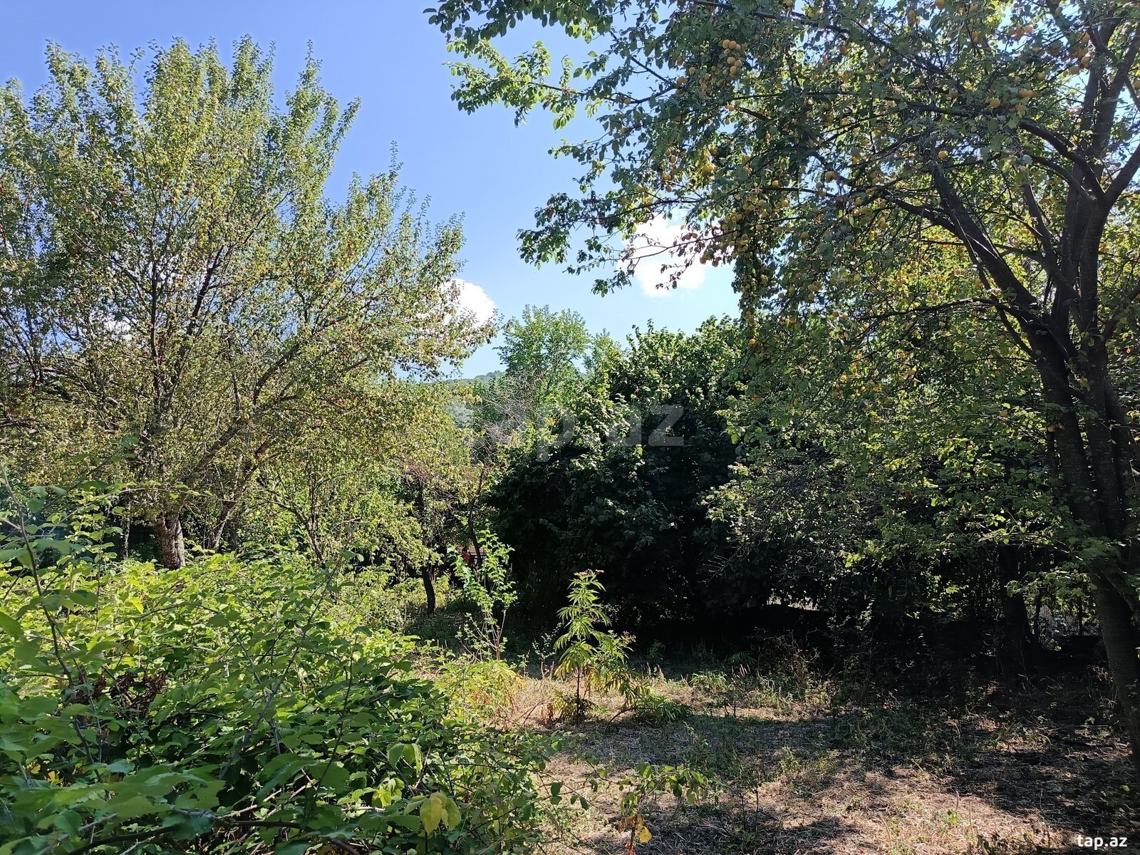 Land for sale, Julyan, Ismayilli