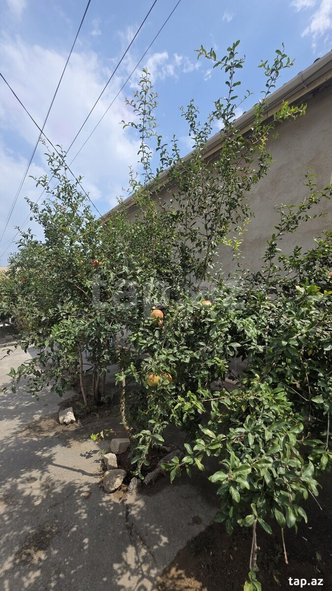Həyət evi, Yeni Suraxanı qəs.