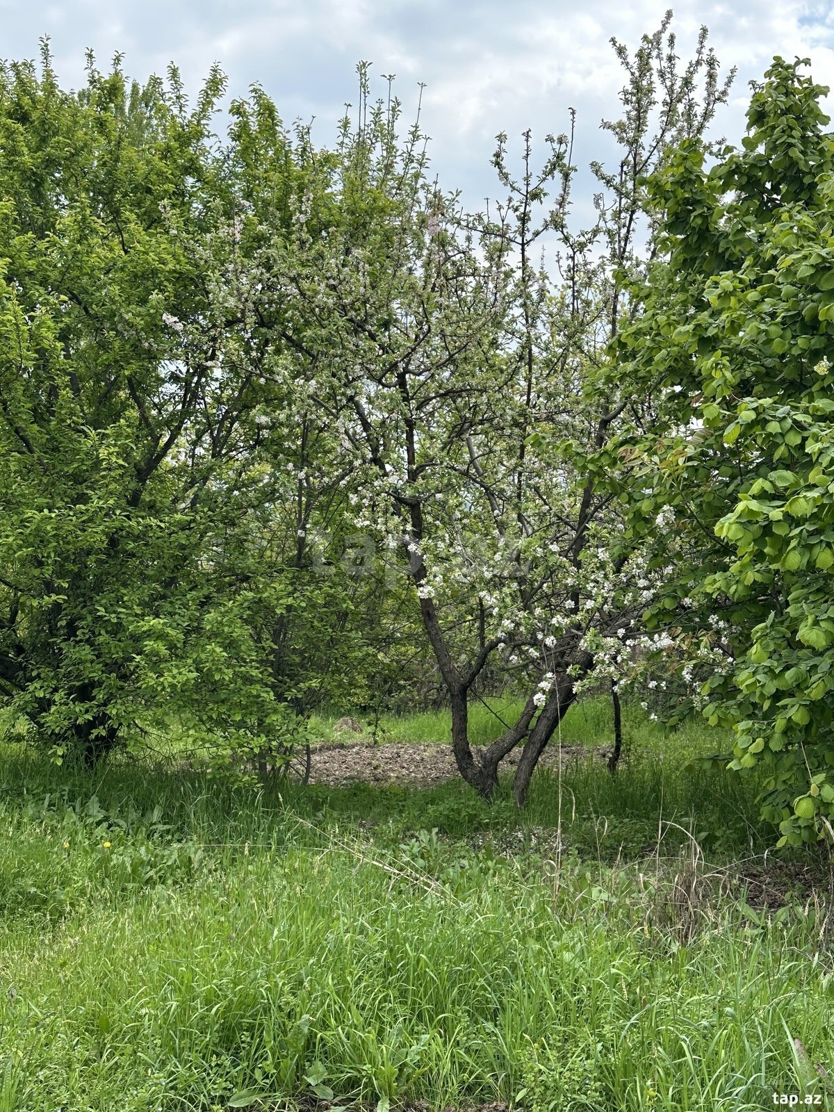31 sot torpaq sahəsi, Gəncə ş.