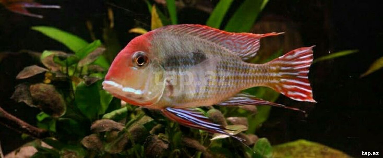 Balıq geofagus
