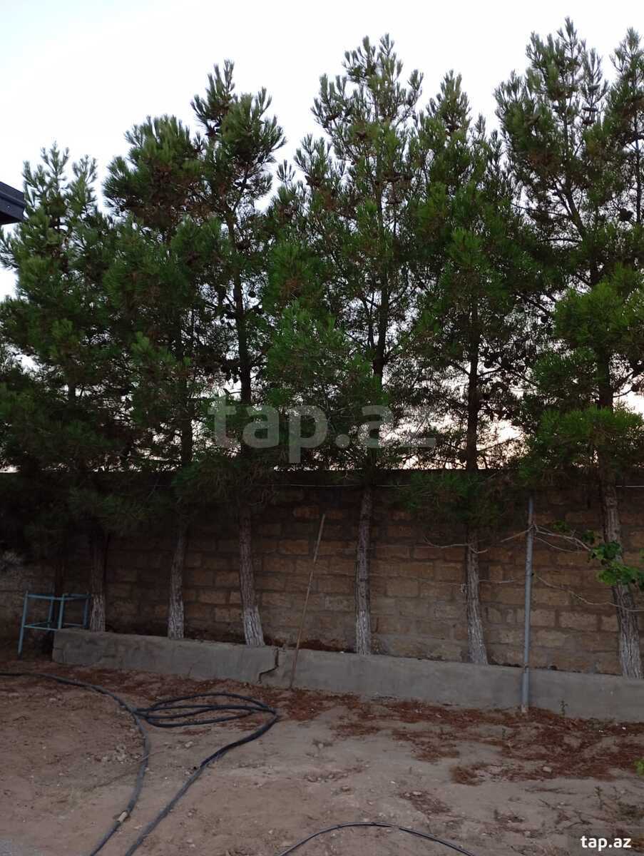 Bağ evi kirayə verilir, Sabunçu r.