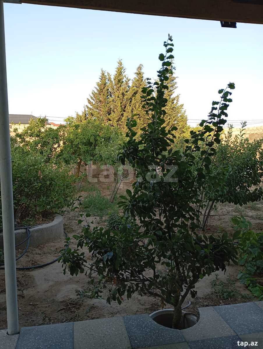 Bağ evi kirayə verilir, Sabunçu r.