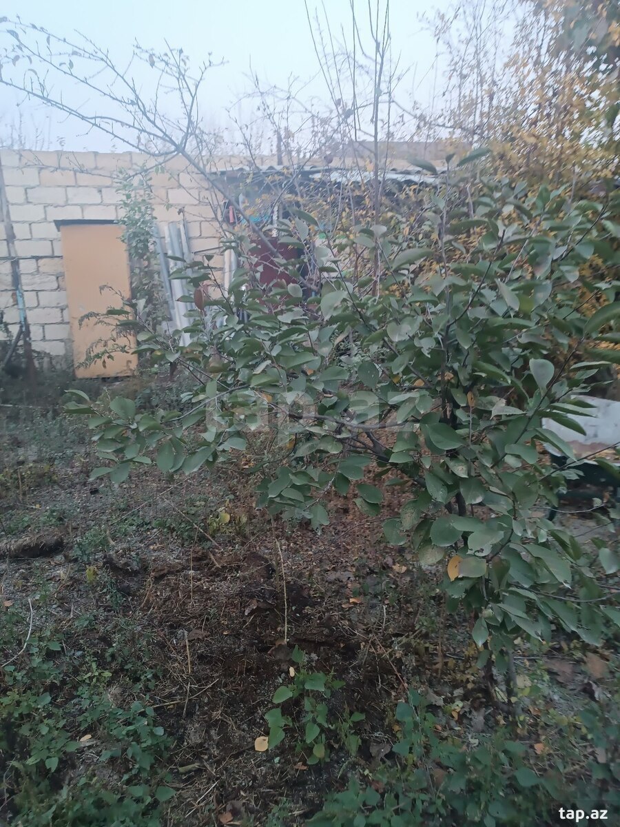 Bağ evi, Mingəçevir r.