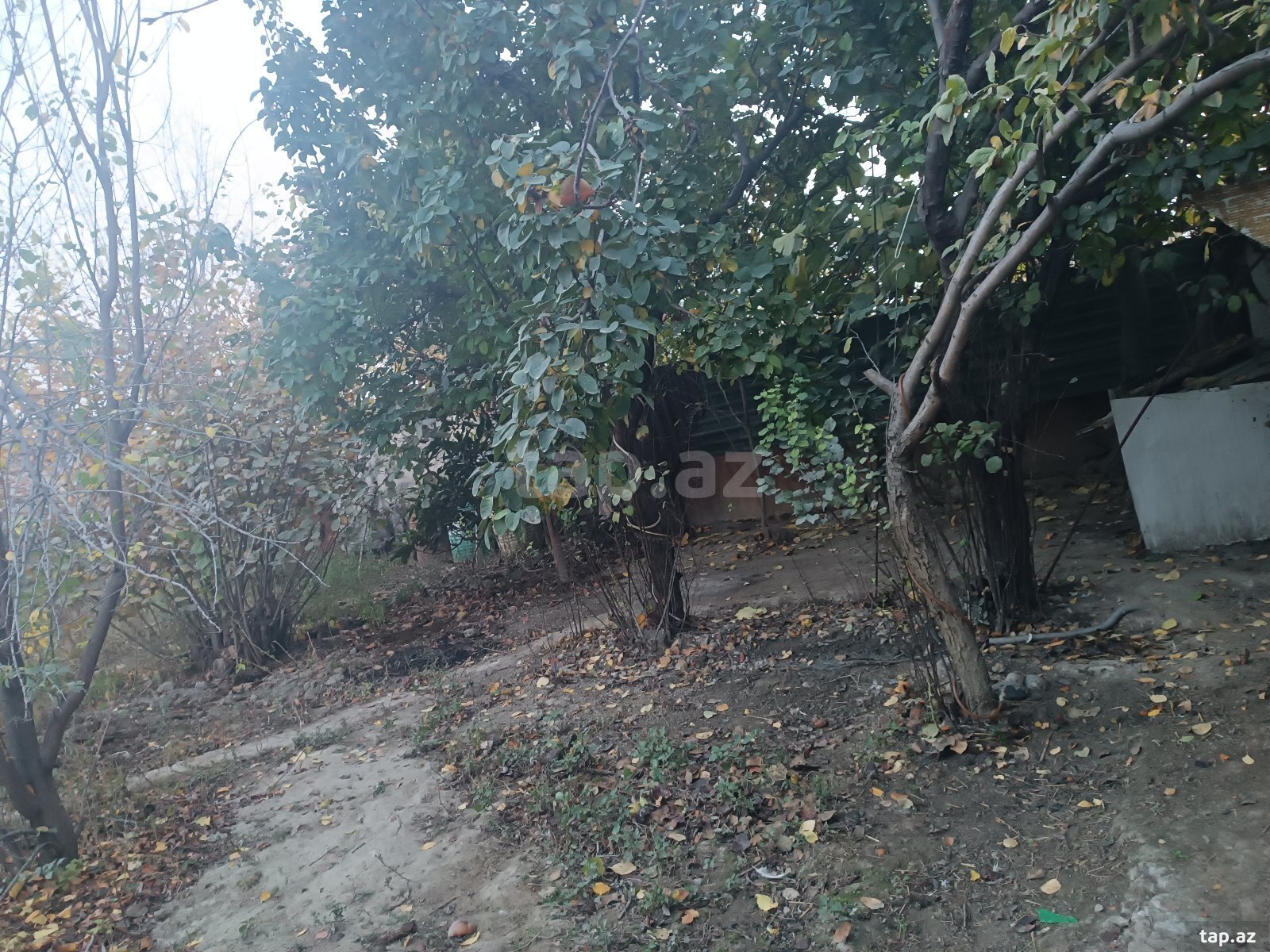 Bağ evi, Mingəçevir r.