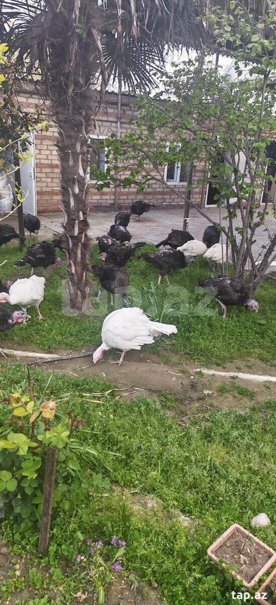 Hinduşkalar