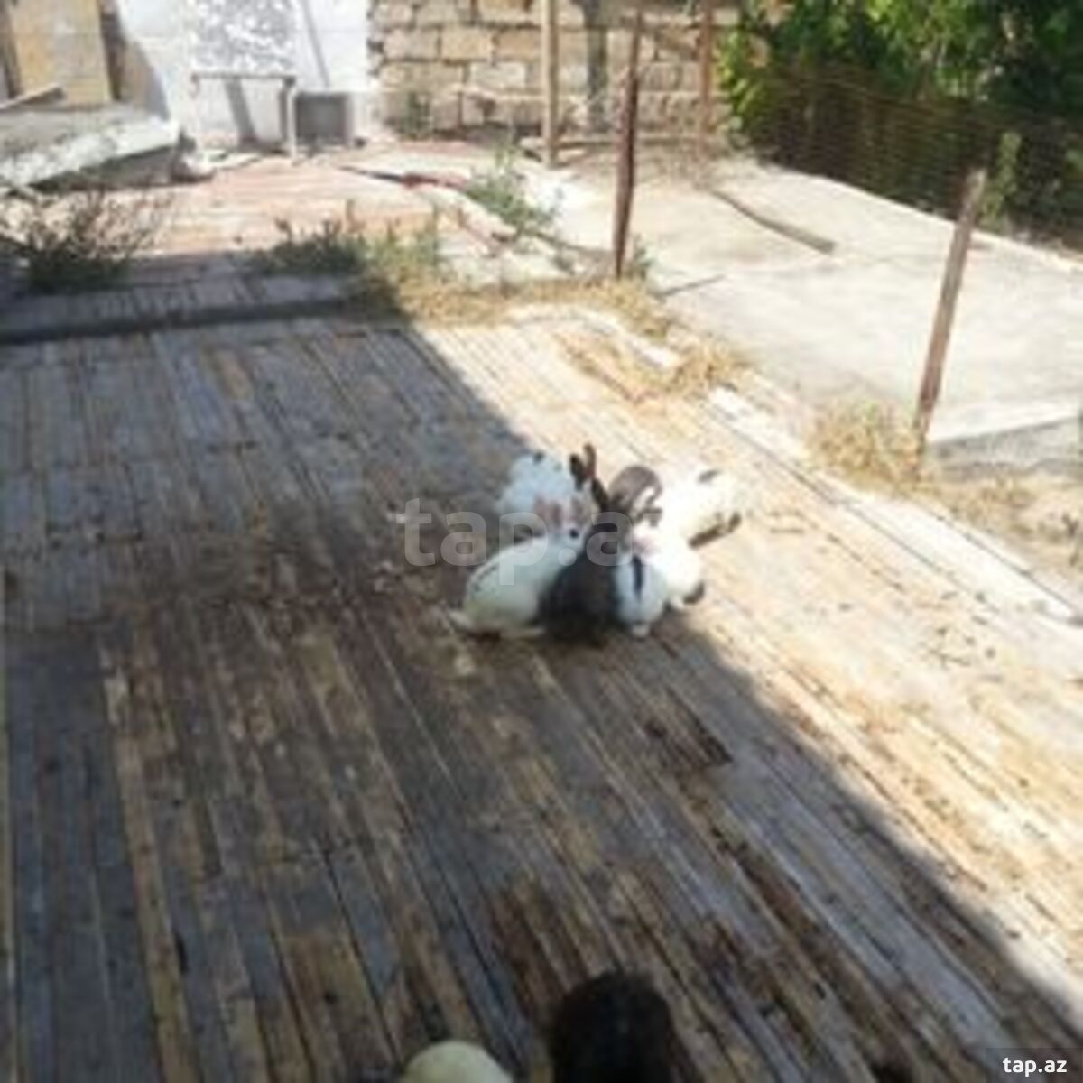 Həyət evi kirayə verilir, Pirşağı qəs.