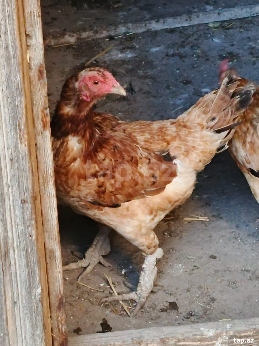 Heyratı toyuqları