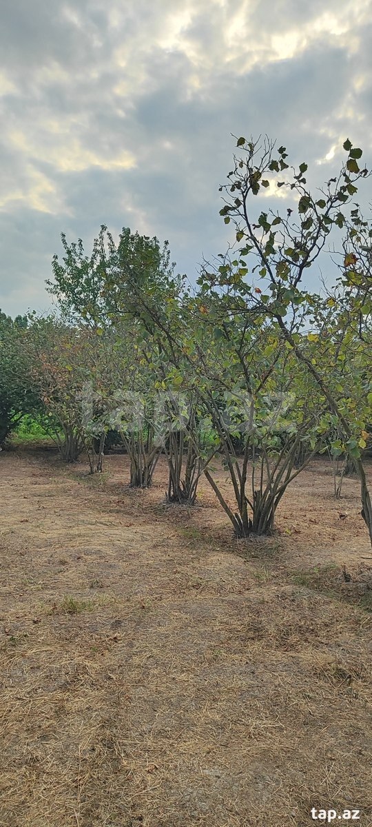 Bağ evi kirayə verilir, Xaçmaz ş.