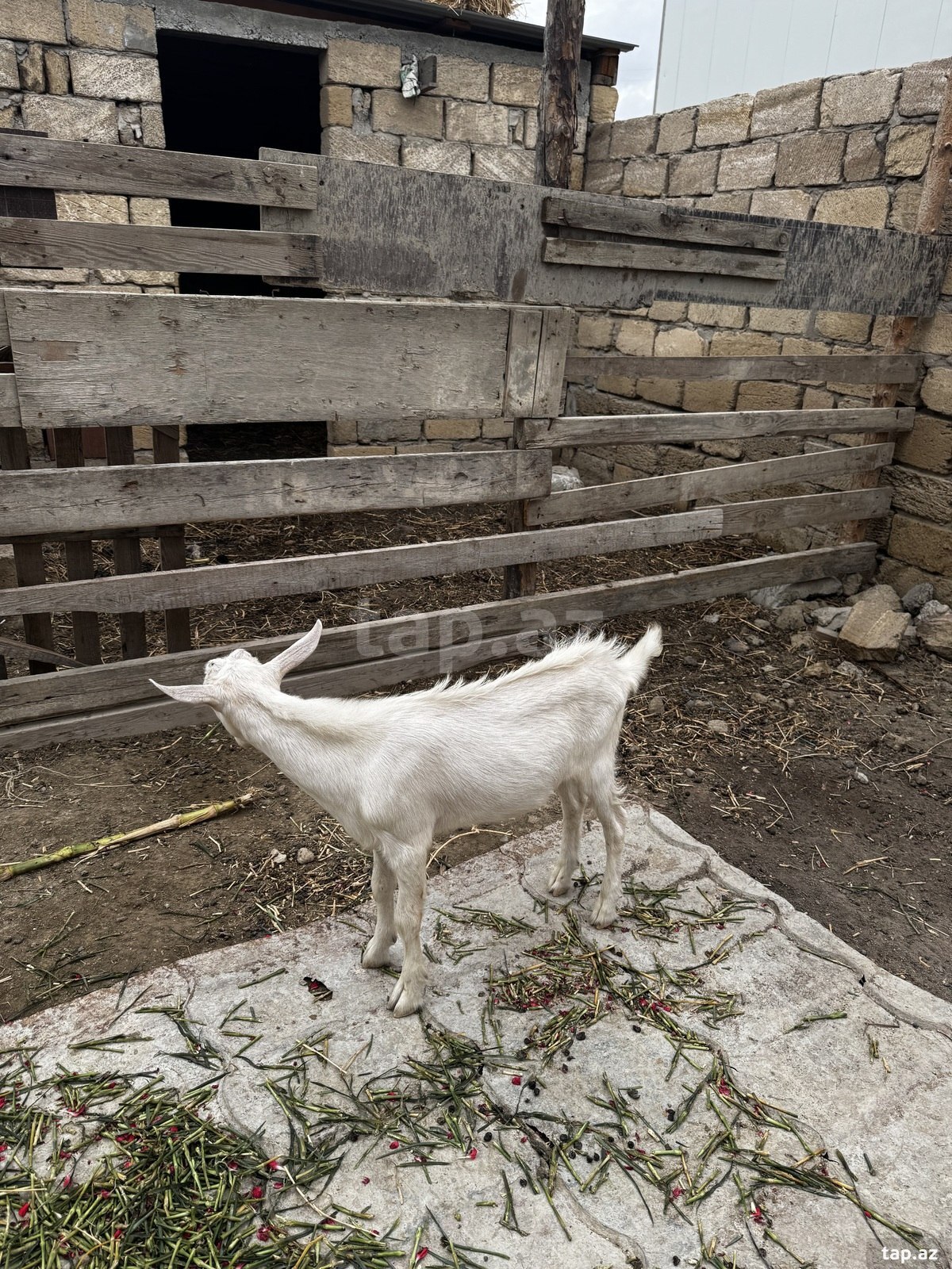 Saanen keçisi