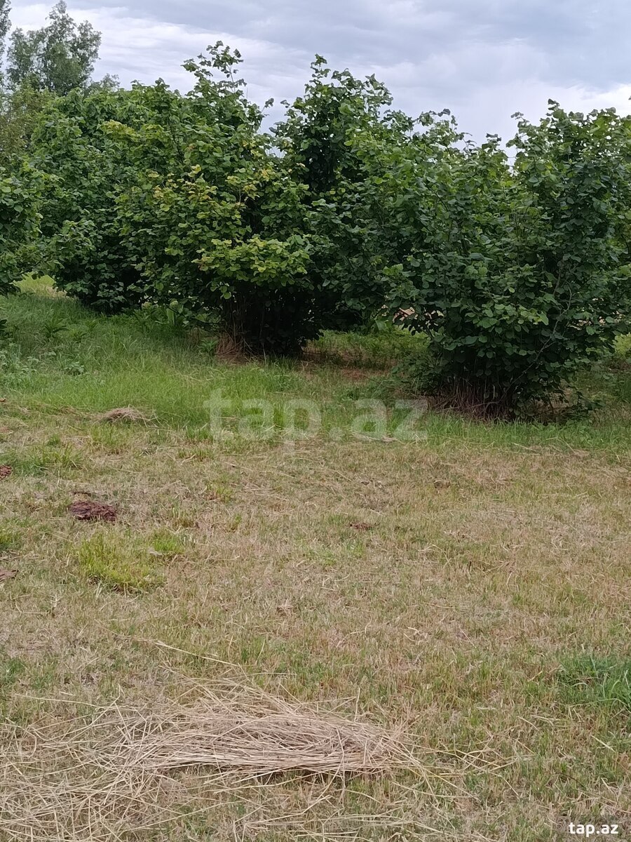 Həyət evi, Xaçmaz r.