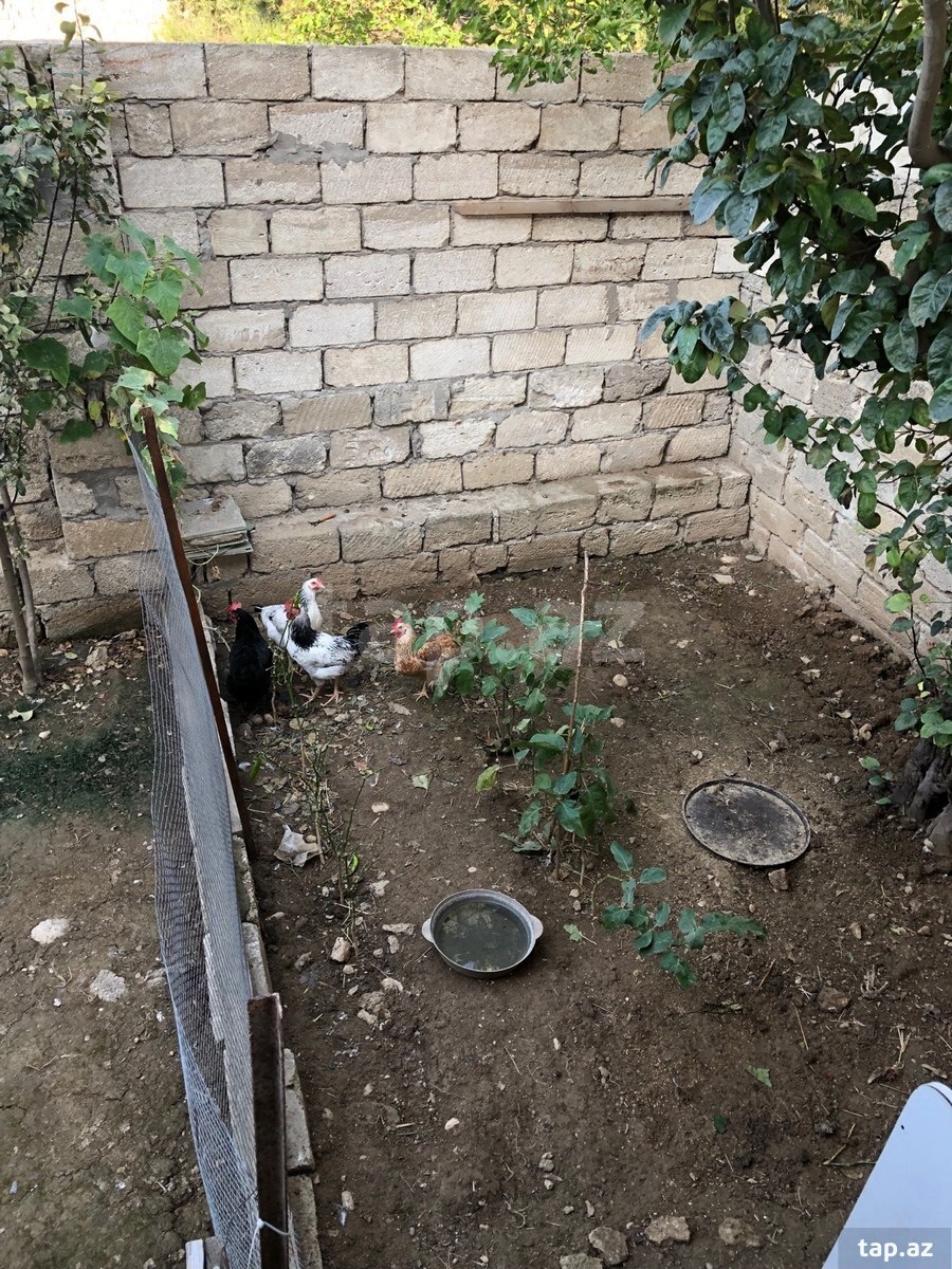 Həyət evi, Mərdəkan qəs.