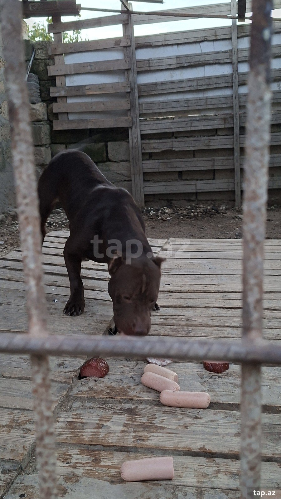 Pitbul