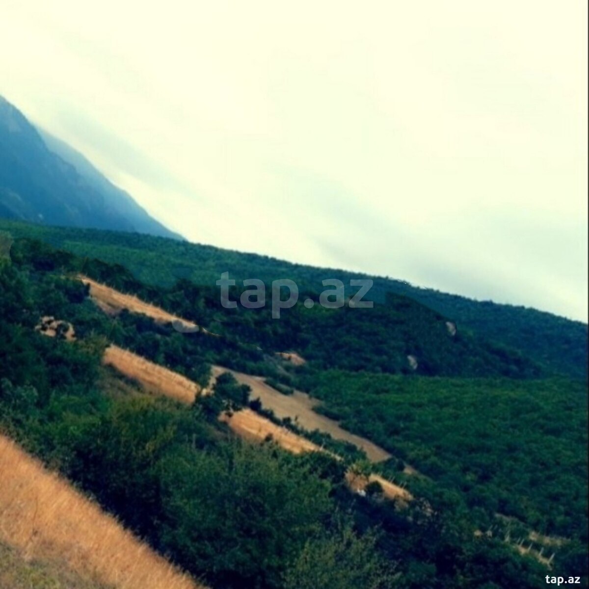 Land for sale, Ismayilli, Ismayilli