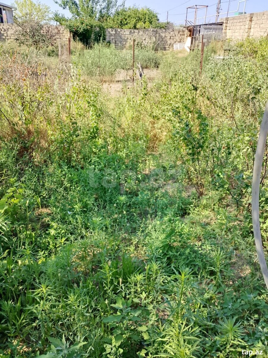 Torpaq satılır, Bakı
