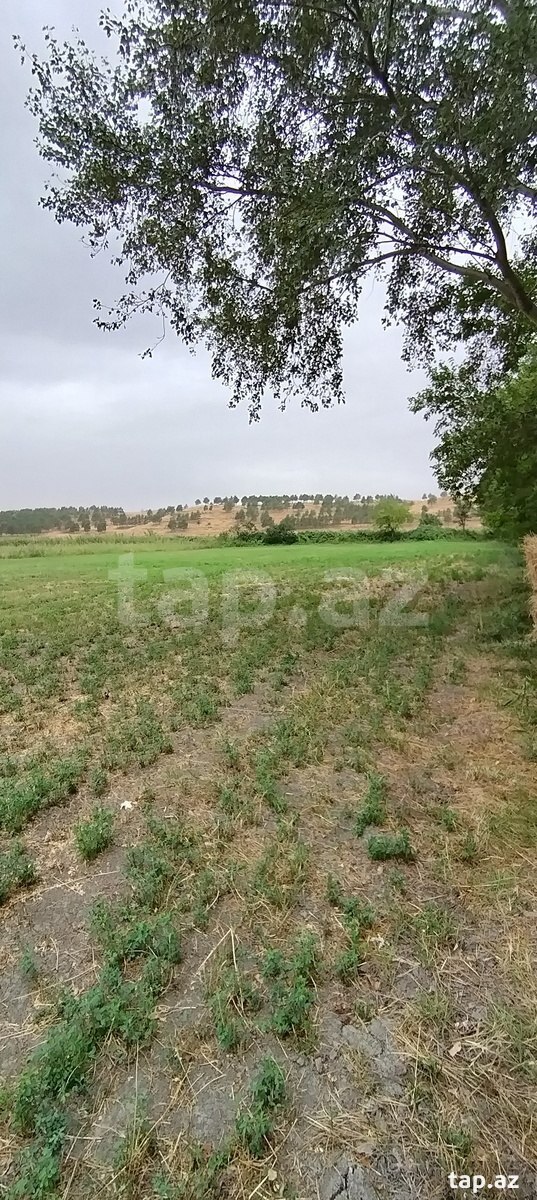 75 sot torpaq sahəsi, Şabran r.