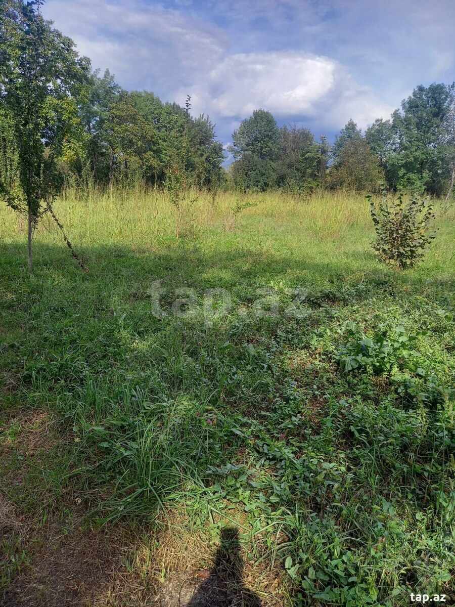Torpaq satılır, Qəbələ, Qəbələ