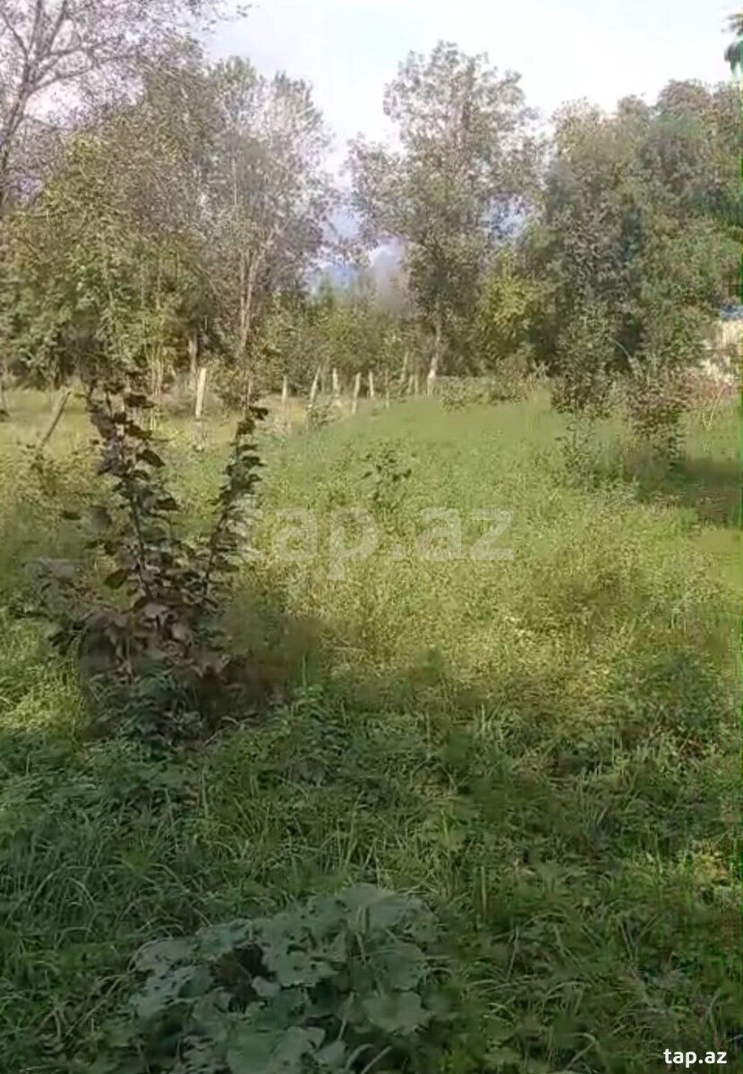 Torpaq satılır, Qəbələ, Qəbələ