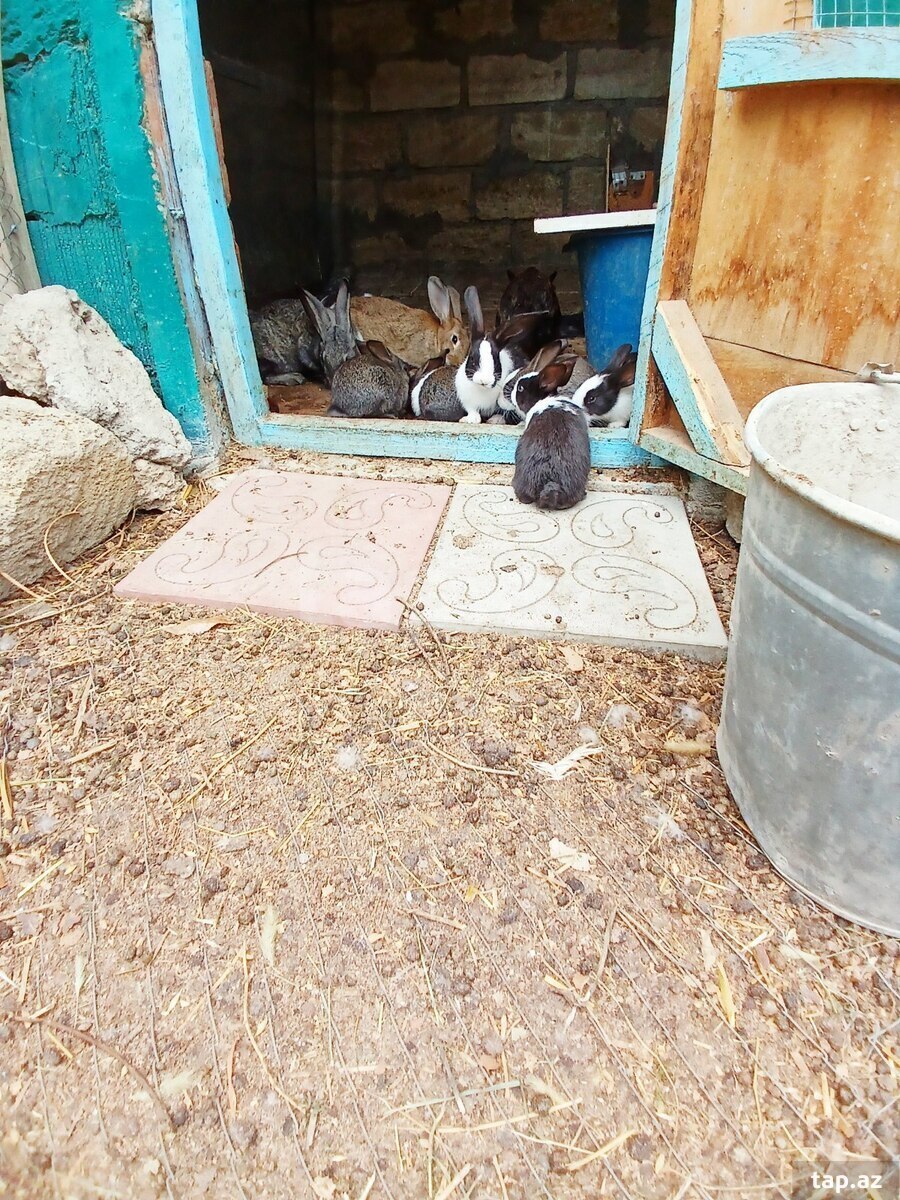 Bağ evi, Sumqayıt ş.