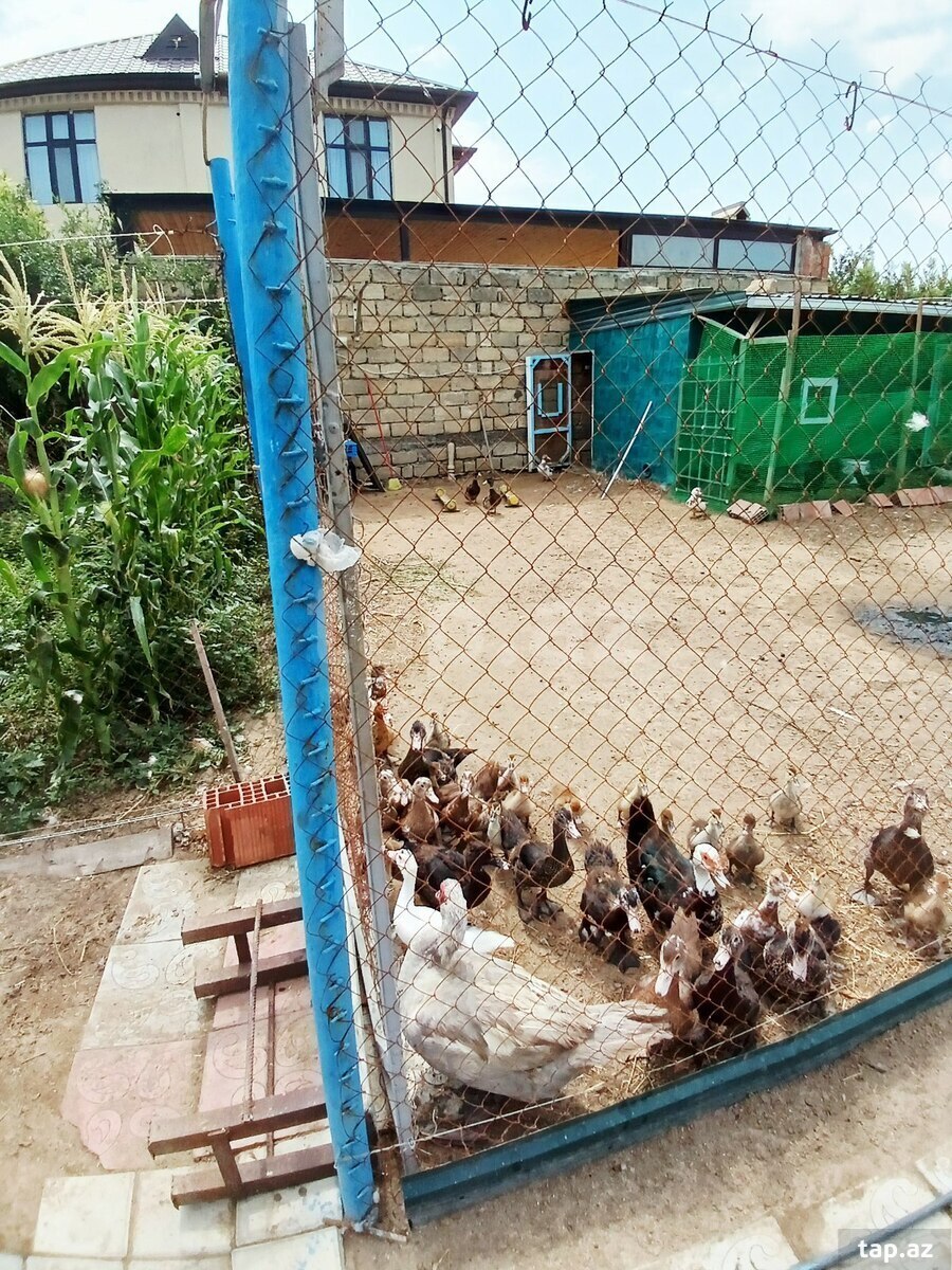 Bağ evi, Sumqayıt ş.