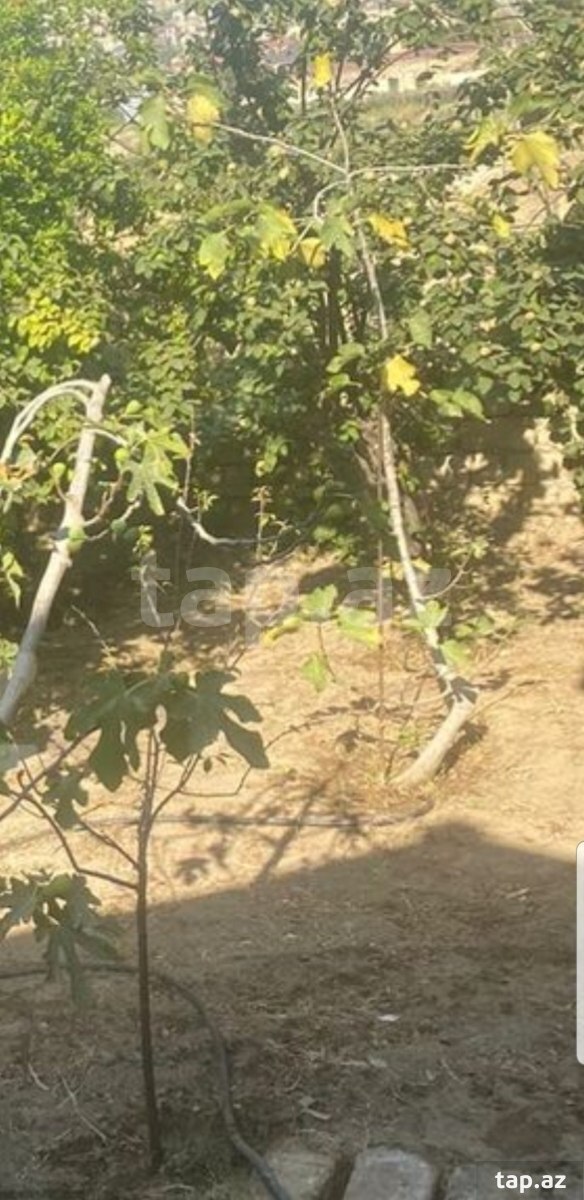 Həyət evi, Imişli r.