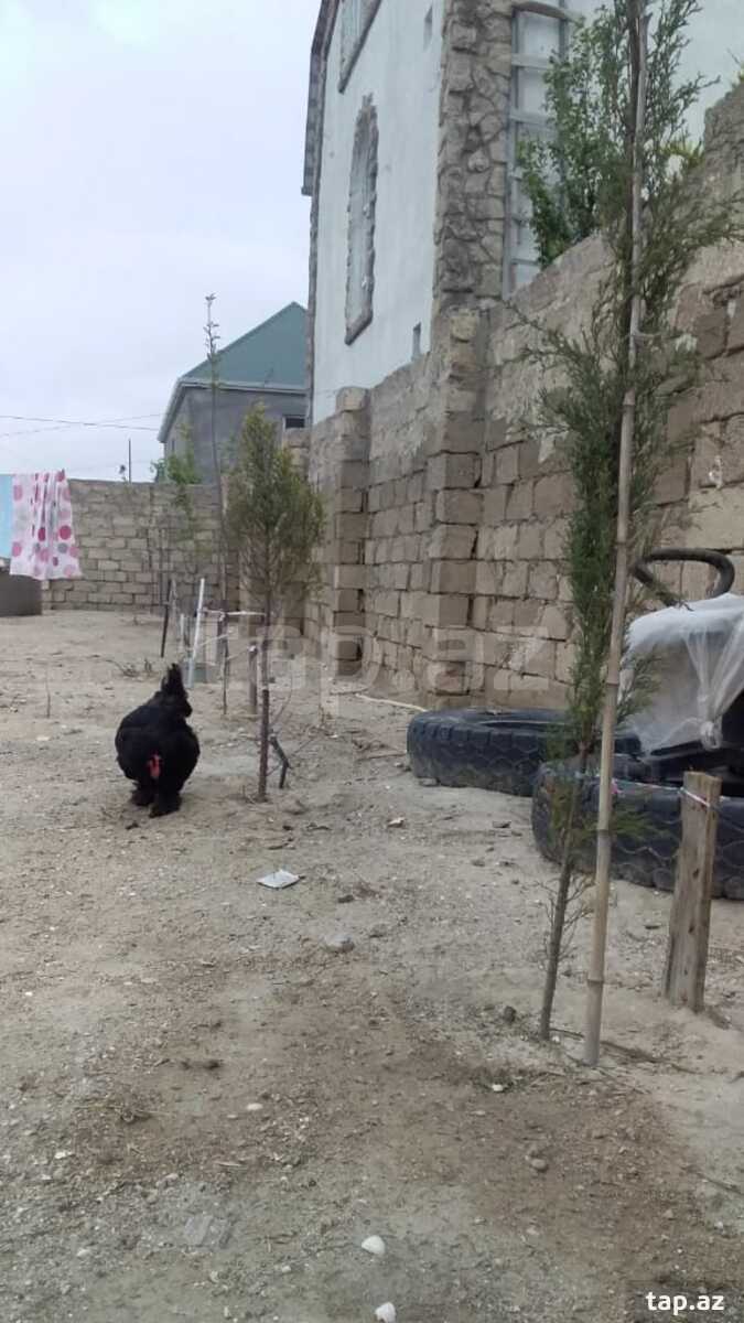 Həyət evi kirayə verilir, Hövsan qəs.