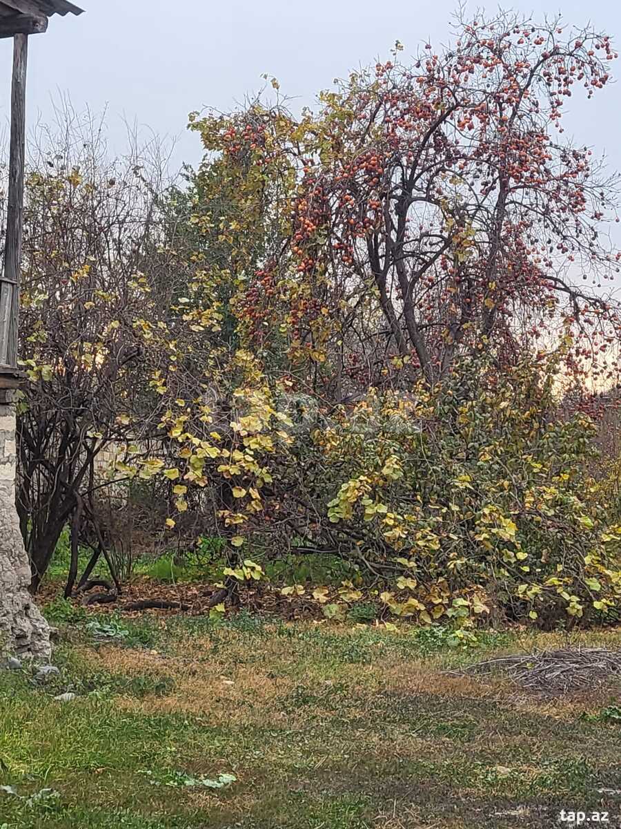 Həyət evi, Bərdə ş.