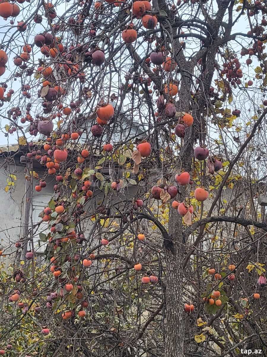 Həyət evi, Bərdə ş.