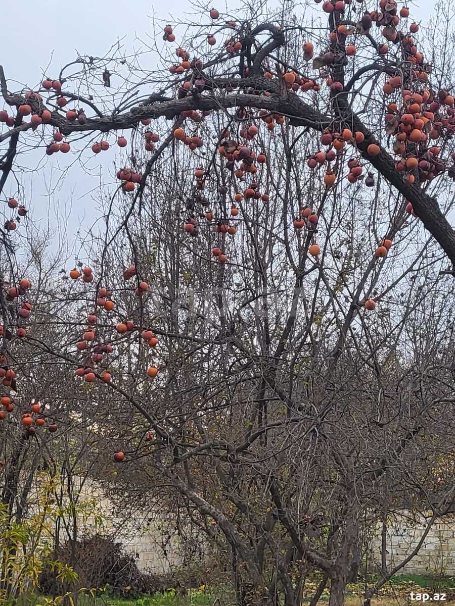 Həyət evi, Bərdə ş.