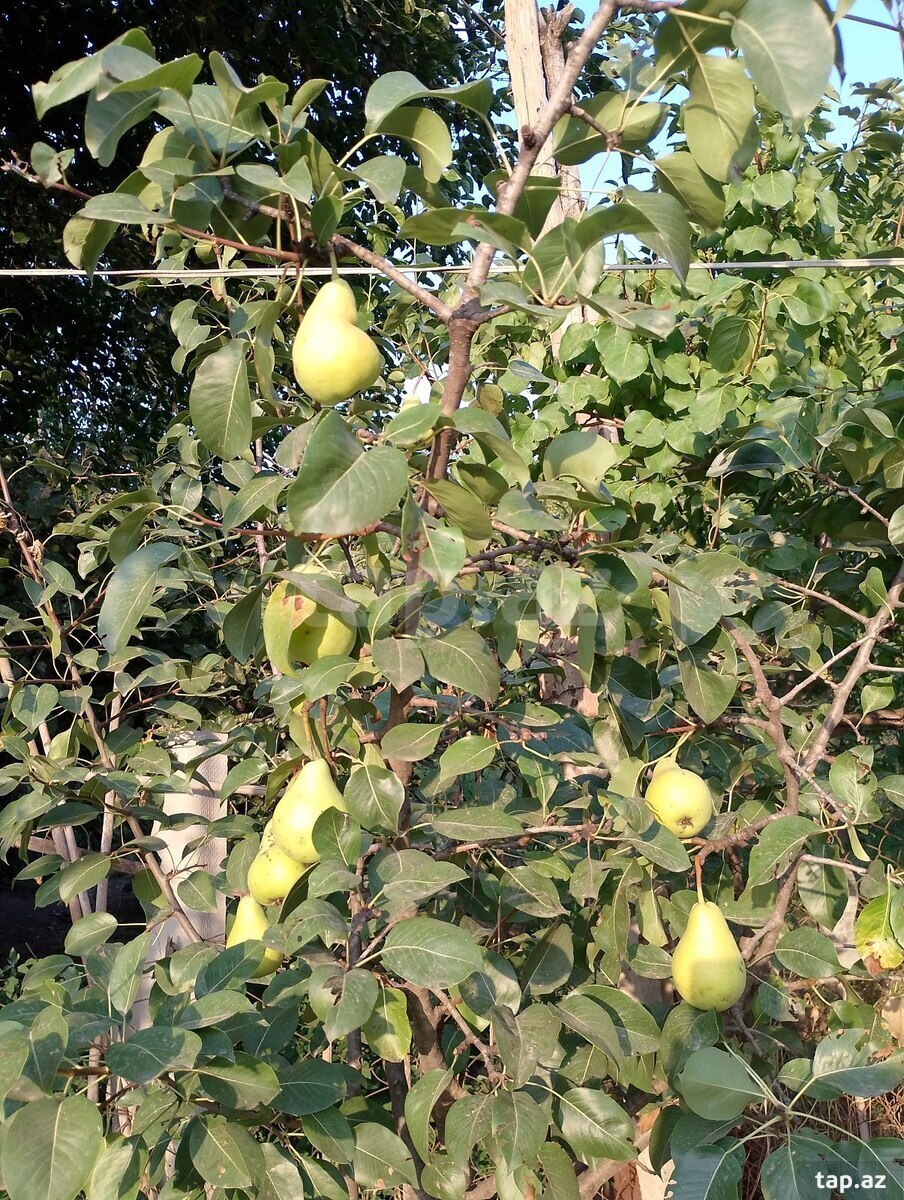 36 sot torpaq sahəsi, Bərdə ş.