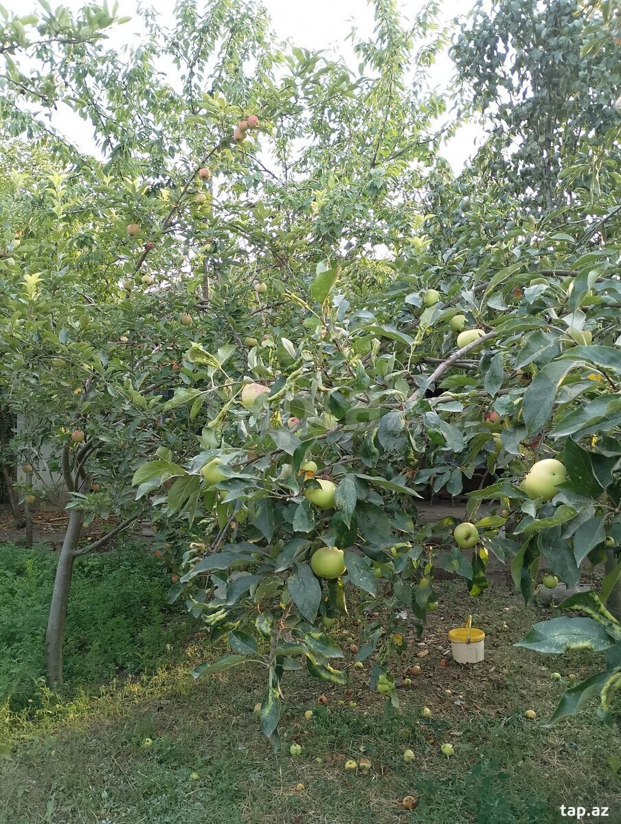 36 sot torpaq sahəsi, Bərdə ş.