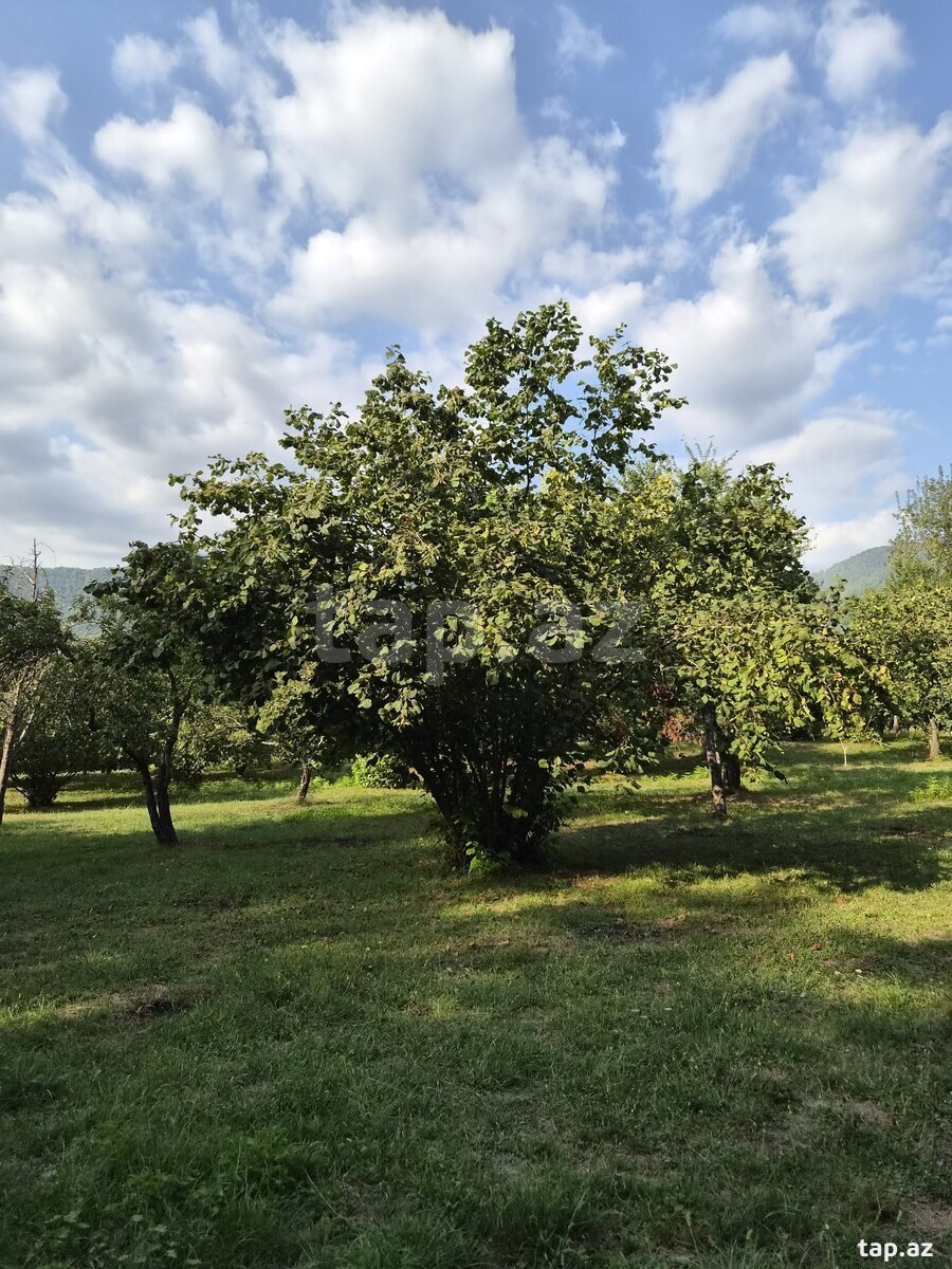 Земельный участок на продажу, Габала, Габала