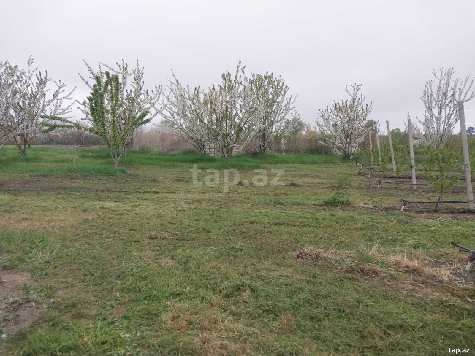 220 sot torpaq sahəsi, Xaçmaz r.