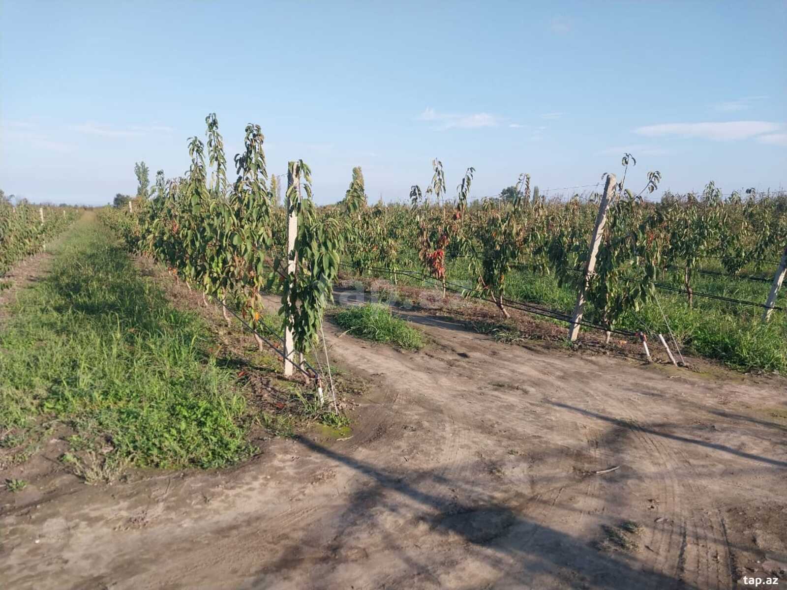 220 sot torpaq sahəsi, Xaçmaz r.