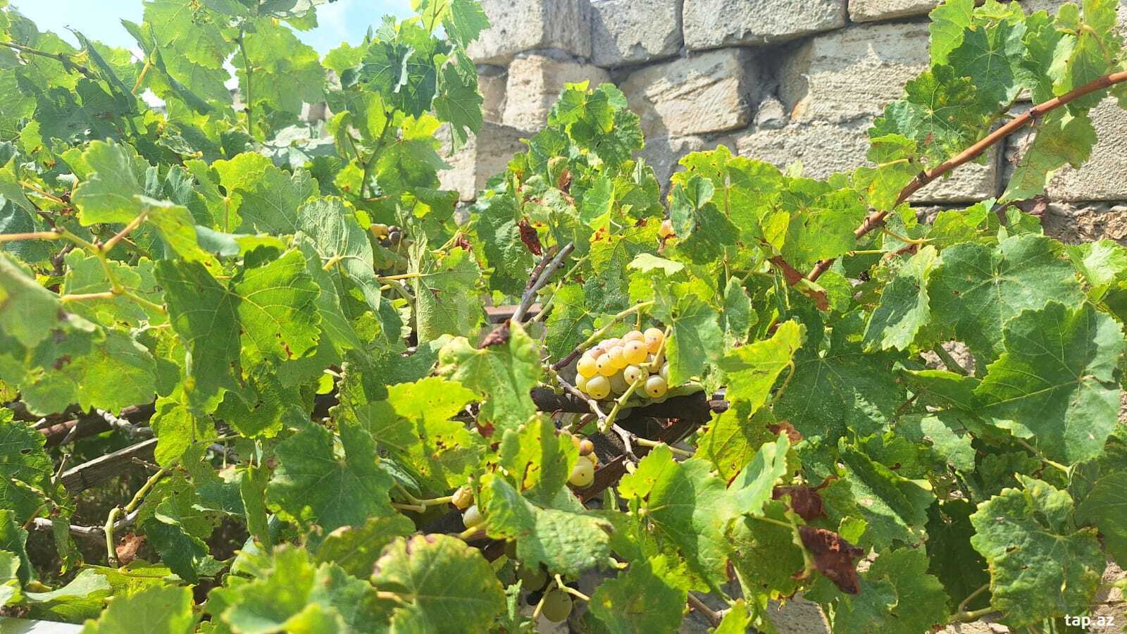Land for sale, Albalilig, Baku