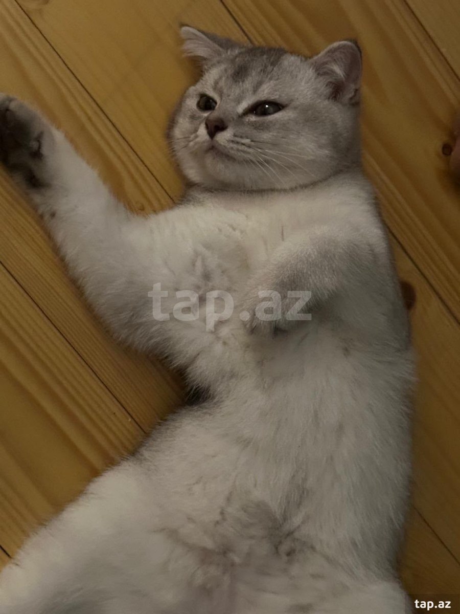 Şotland pişiyi